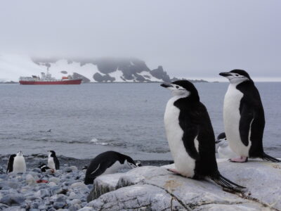 南極クルーズ：南シェトランド諸島「ハーフムーン島」でルッカリー（集団営巣地）を形成する「チンストラップペンギン」