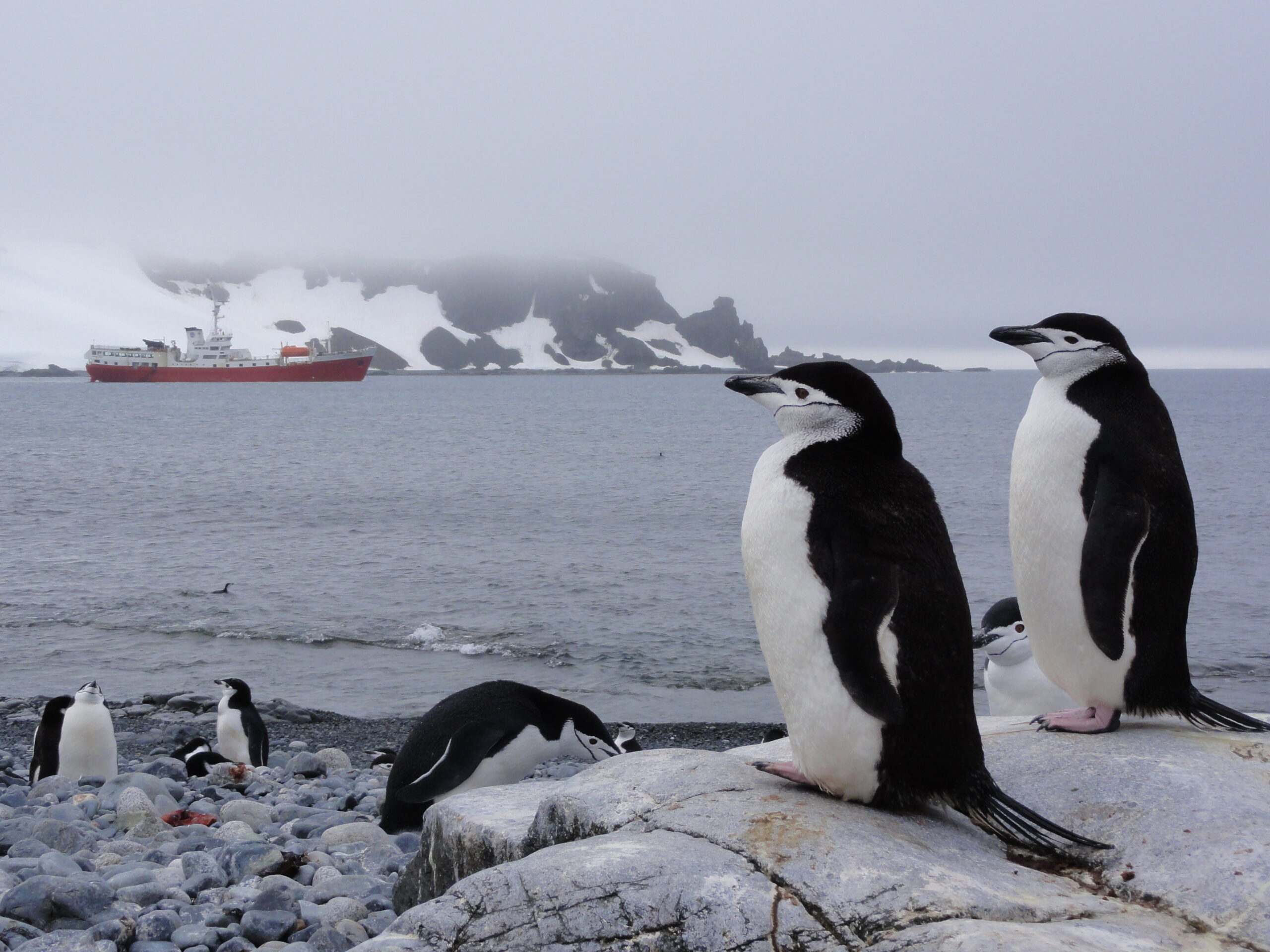 南極クルーズ：南シェトランド諸島「ハーフムーン島」でルッカリー（集団営巣地）を形成する「チンストラップペンギン」