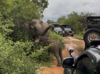「ウダワラウェ国立公園」で、スリランカ初サファリ