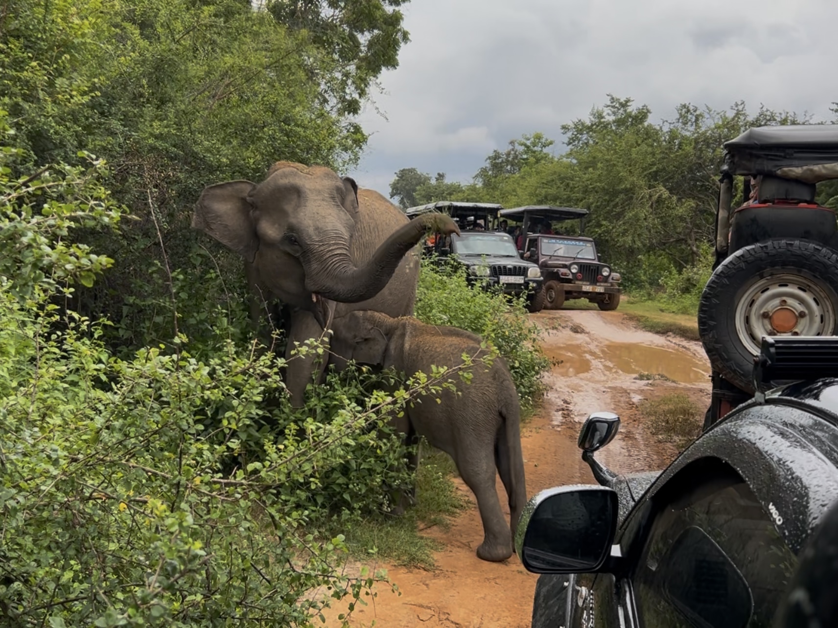 「ウダワラウェ国立公園」で、スリランカ初サファリ