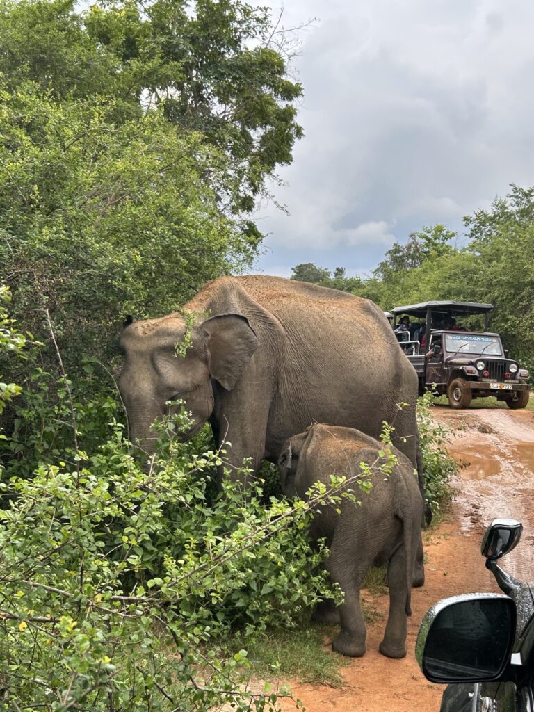 ウダワラウェ国立公園でのんびり過ごす、スリランカゾウの親子