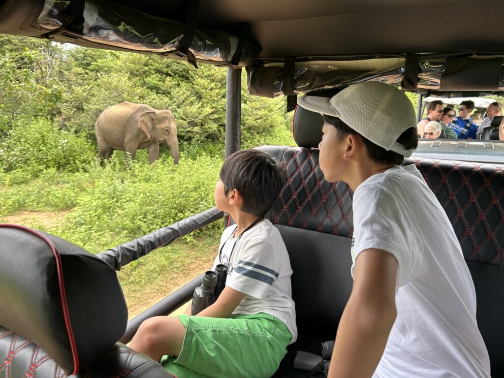 ウダワラウェ国立公園でのんびり過ごす、スリランカゾウ