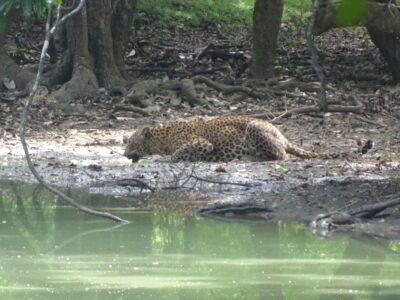 スリランカヒョウに遭遇