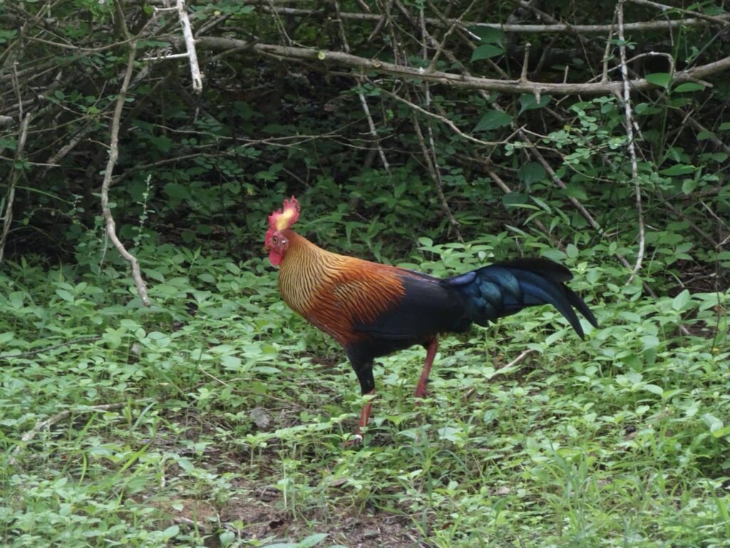 スリランカの国鳥、「セイロンヤケイ（Sri Lanka Junglefowl）」