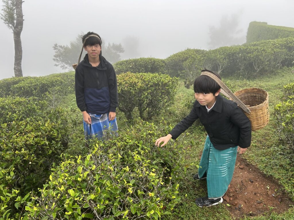 Heritance Tea Factoryで体験する「ティープラッキング(紅茶摘み体験)