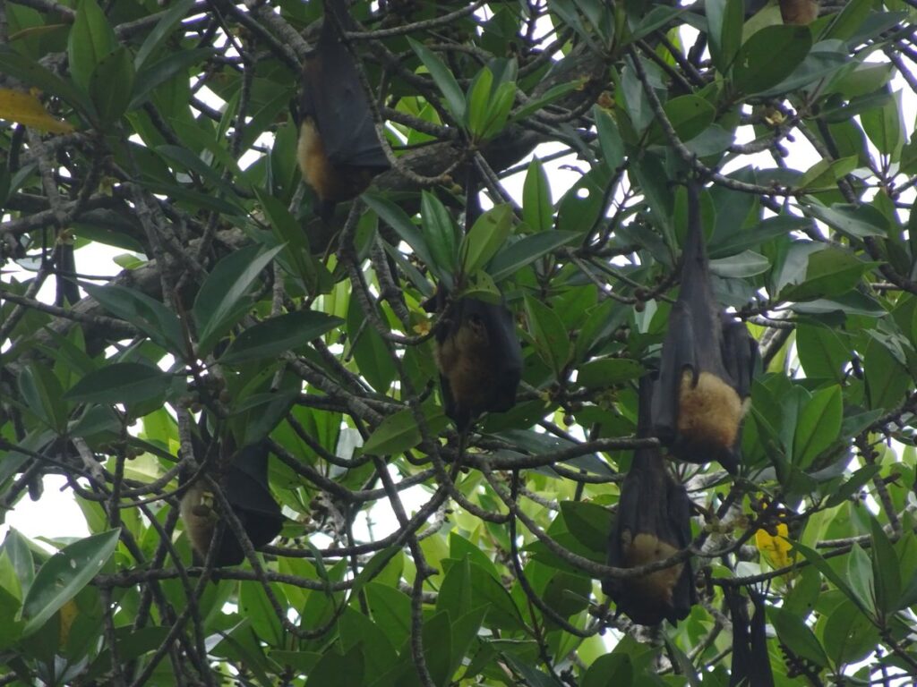 Bentota River Safariで木にぶら下がるインドオオコウモリ
