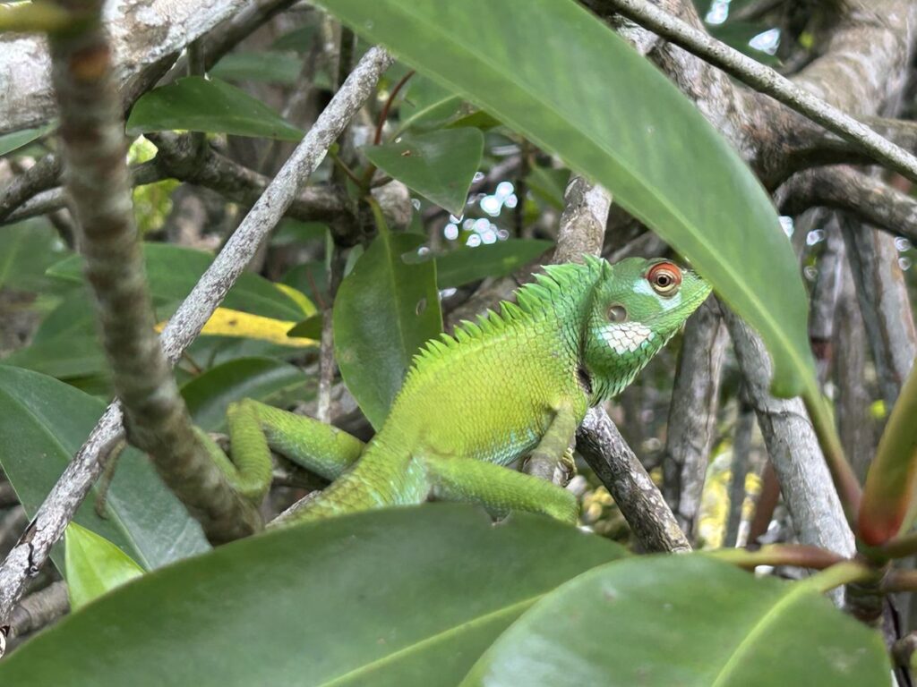 Bentota River Safariで見たグリーンカメレオン