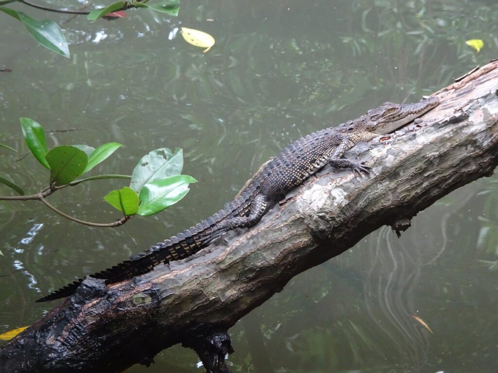 Bentota River Safariで見たクロコダイルの赤ちゃん