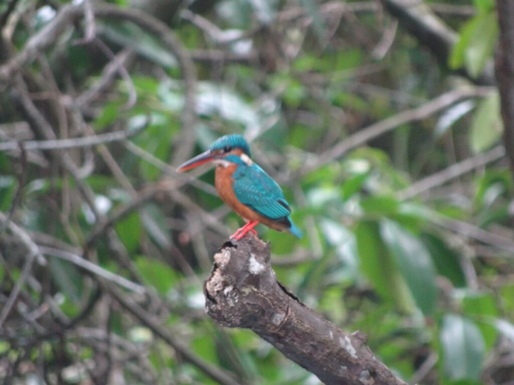 Bentota River Safariで見たカワセミの仲間