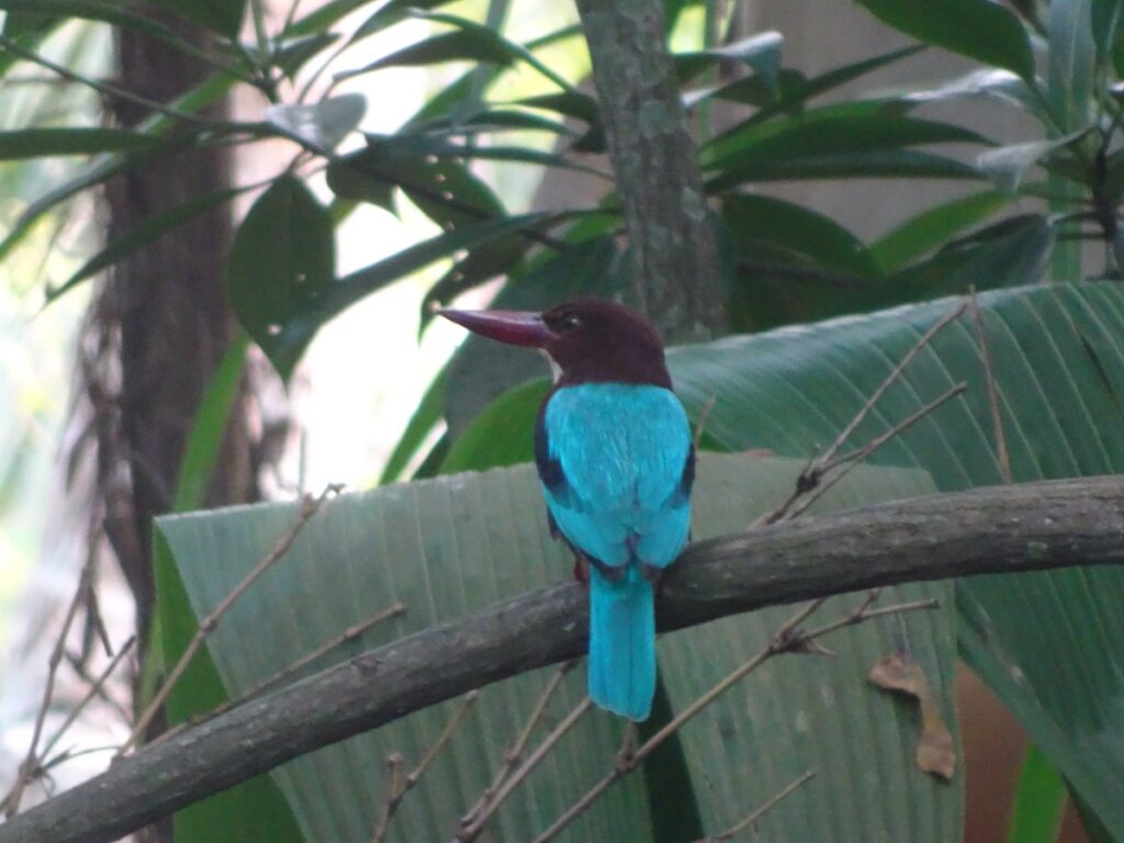 Bentota River Safariで見たカワセミの仲間