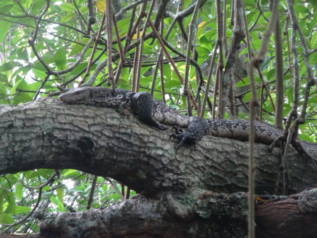 Bentota River Safariで見たミズオオトカゲ