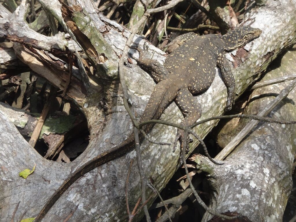 Bentota River Safariで見た巨大なミズオオトカゲ