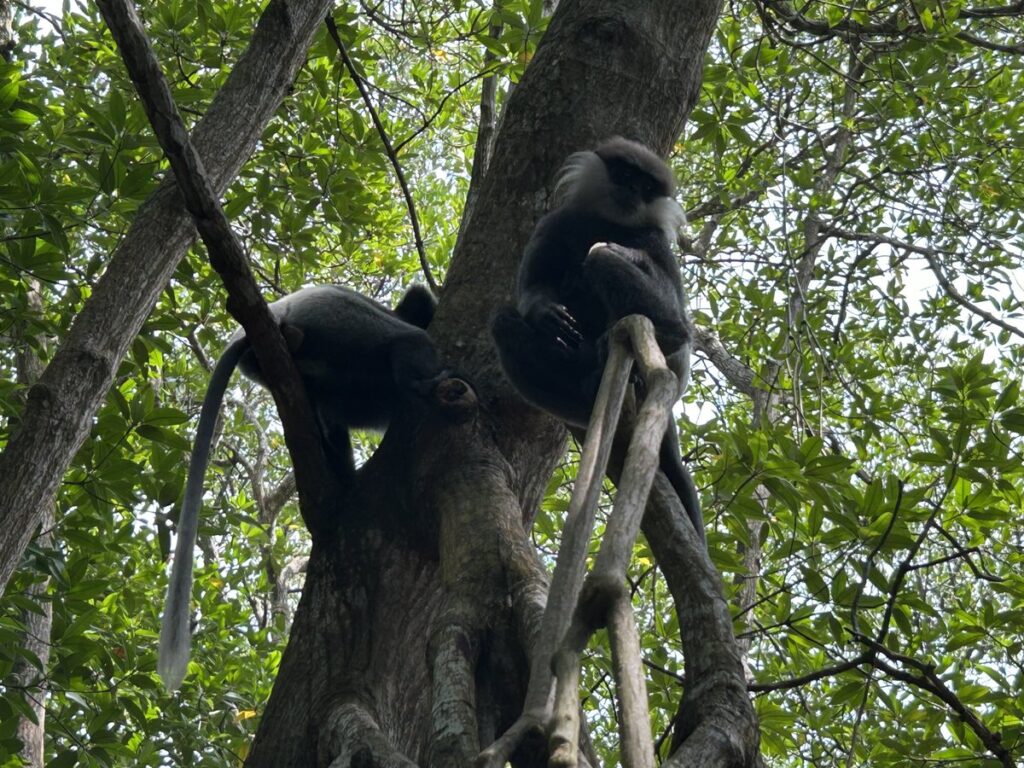 Bentota River Safariで餌を食べるカオムラサキラングール