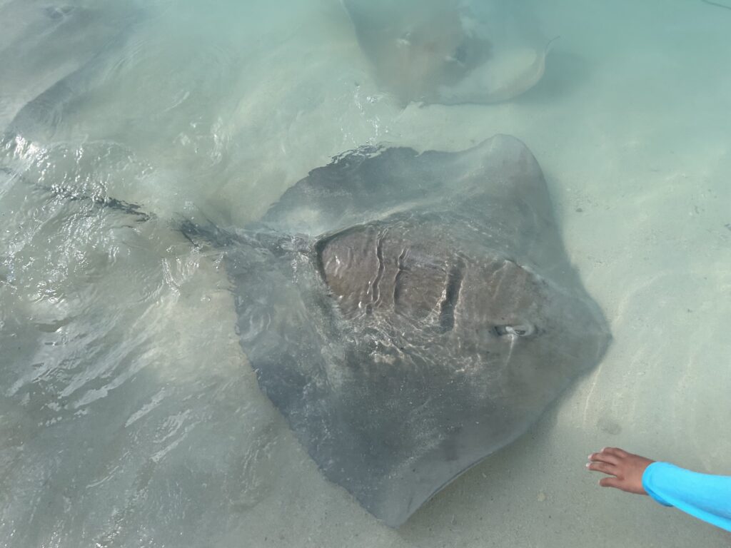 南マーレ環礁の南側、「Fulidhoo（フリッドホー）」で楽しむエイの餌付け（Stingray Feeding）
