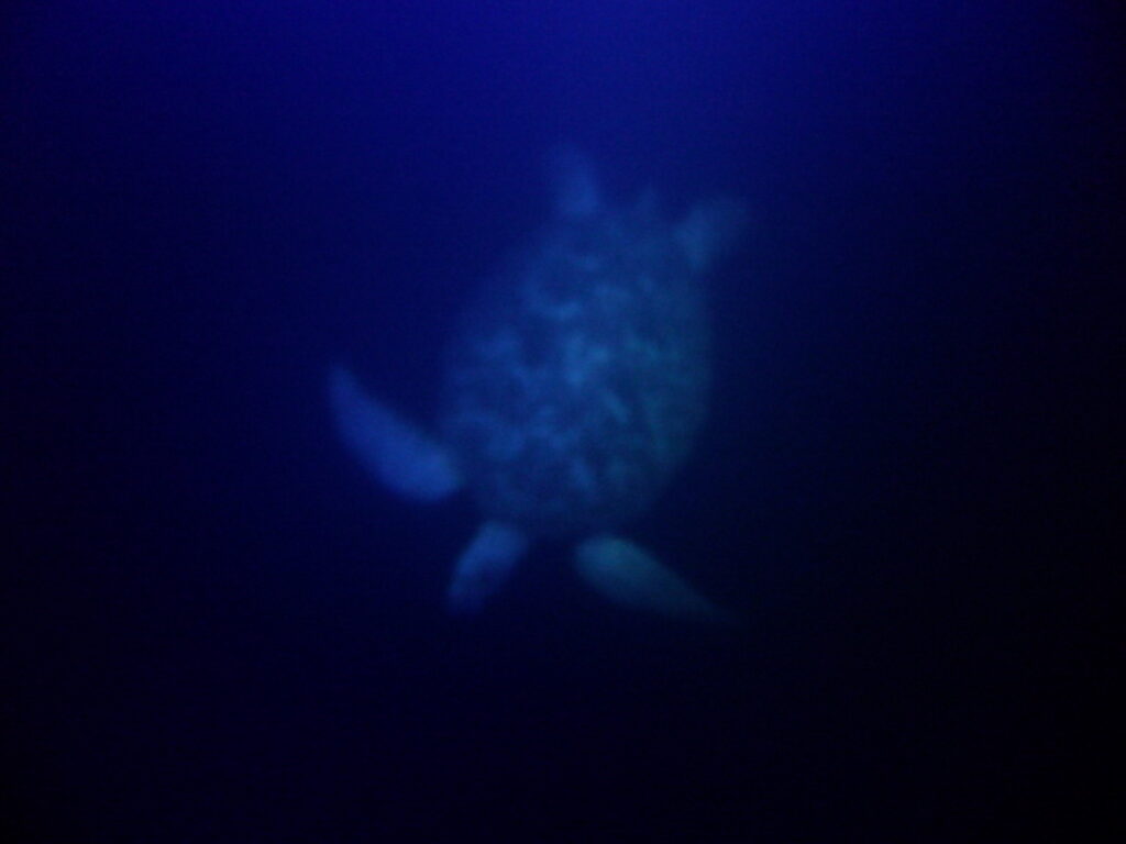 ナイト・スノーケリングで出会ったアオウミガメ