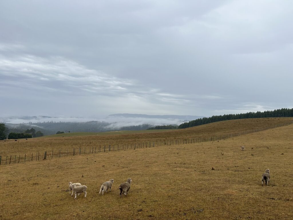 タスマニア島1泊2日レンタカーの旅：「クレイドル・マウンテン国立公園 （Cradle Mountain National Park」で絶景ハイキング