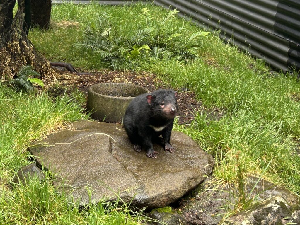 タスマニア島1泊2日レンタカーの旅：「Devils@Cradle」で飼育されているタスマニアデビル