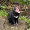 タスマニア島1泊2日レンタカーの旅：「Devils@Cradle」で飼育されているタスマニアデビル