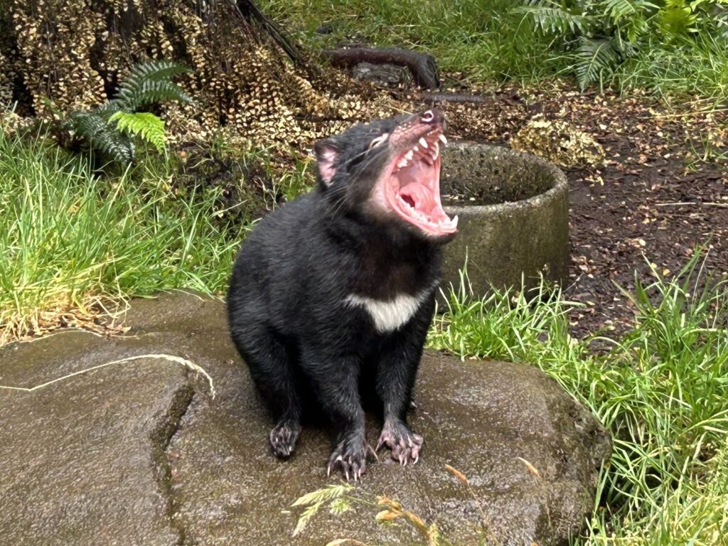 タスマニア島1泊2日レンタカーの旅：「Devils@Cradle」で飼育されているタスマニアデビル