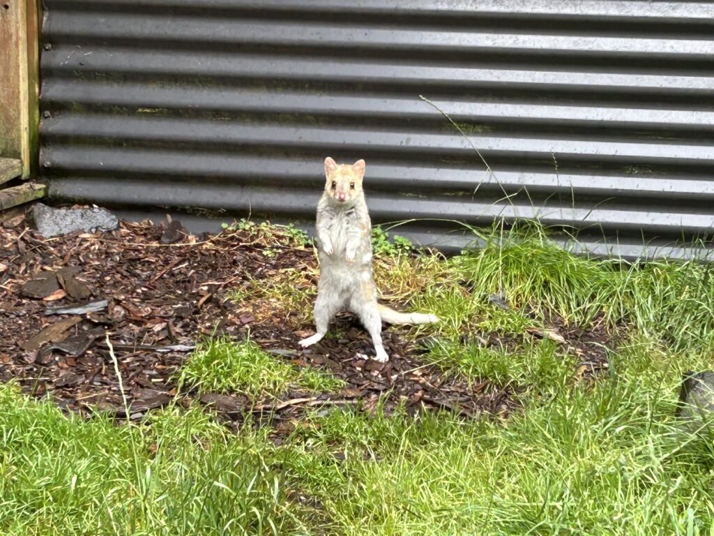 タスマニア島1泊2日レンタカーの旅：タスマニアデビルの飼育施設「Devils@Cradle」