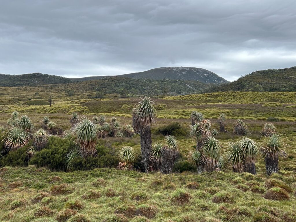 タスマニア島1泊2日レンタカーの旅：「クレイドル・マウンテン国立公園」でハイキング