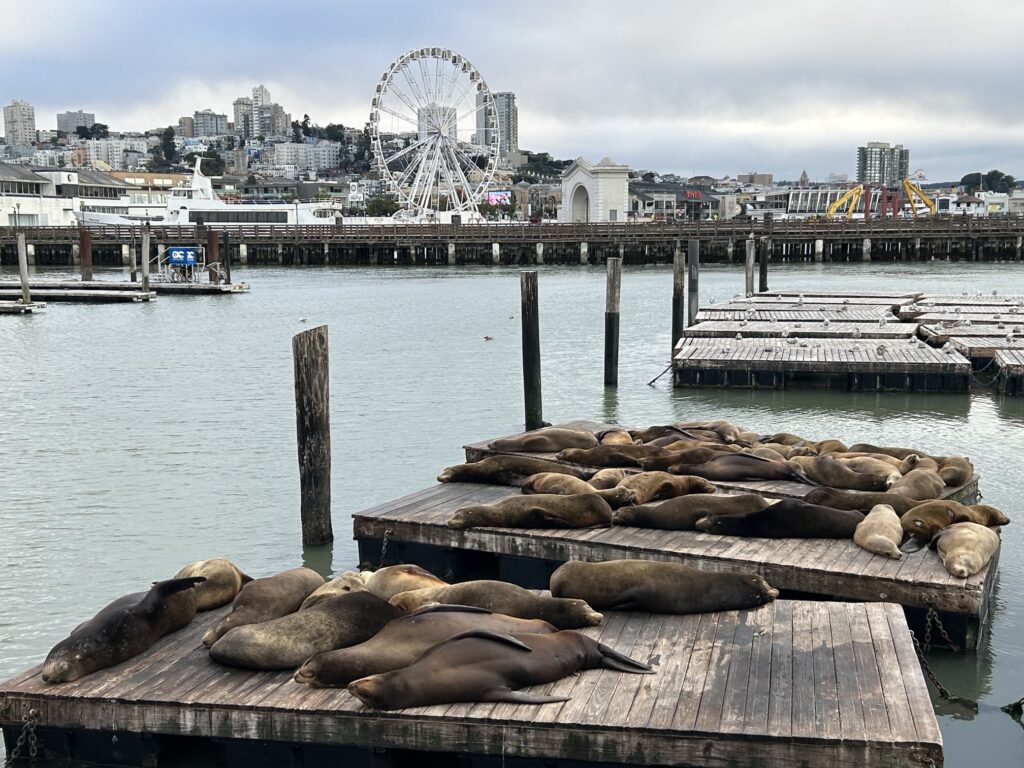サンフランシスコ観光:フィッシャーマンズPIER 39のアシカ達