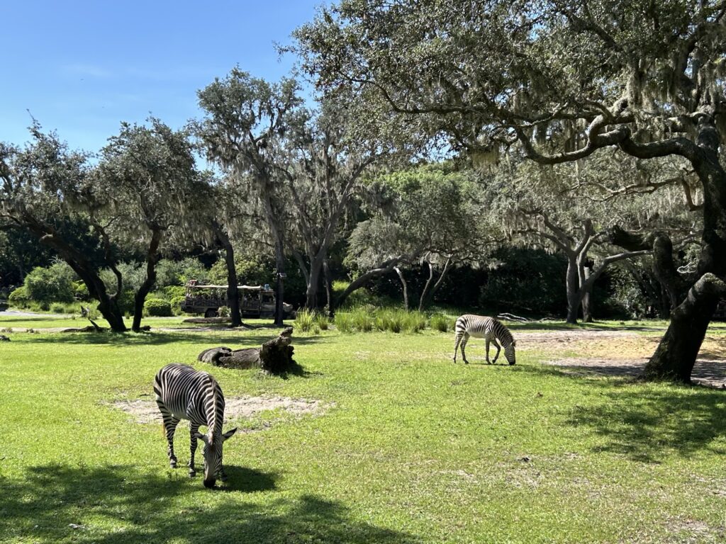 アニマル・キングダムの人気のアトラクション:Kilimanjaro Safaris