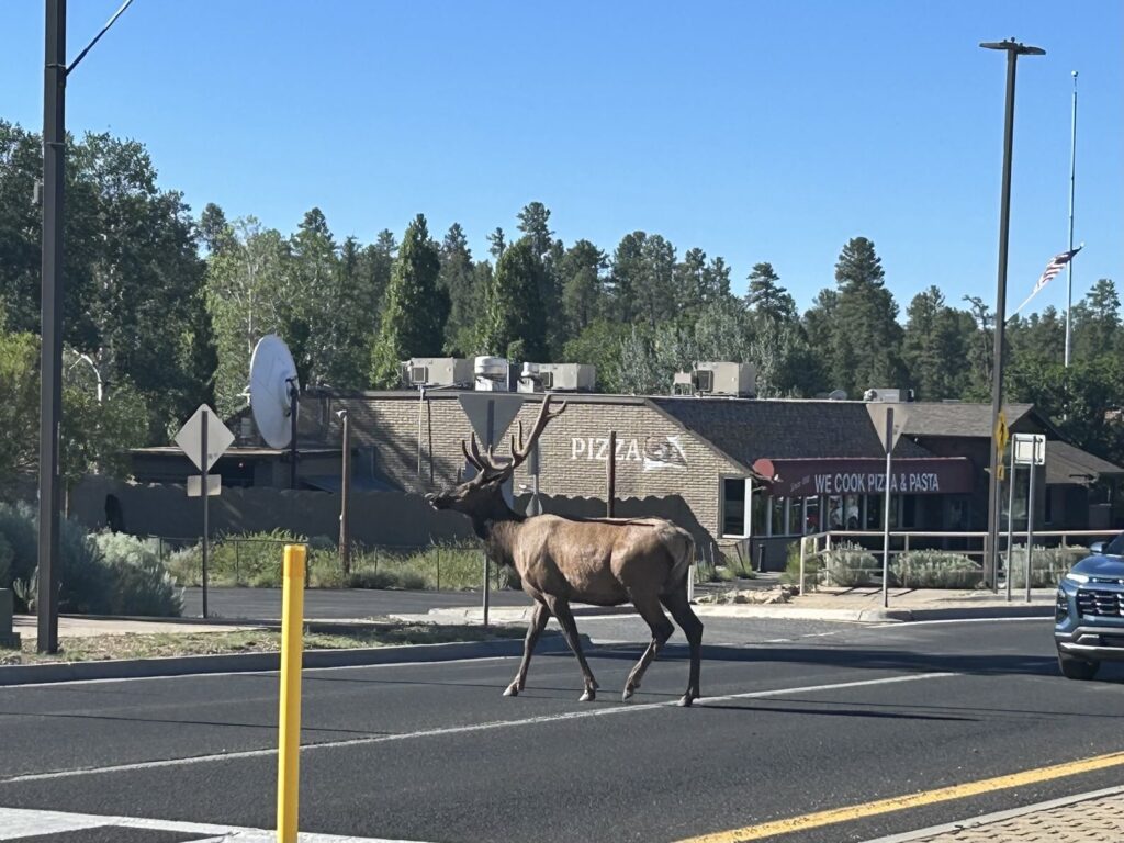Route66の町「セリグマン」へ｜映画「カーズ」のモデルとなった町