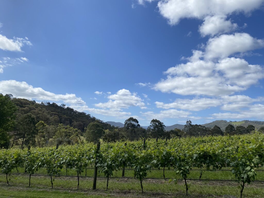 TarraWarra Estateでワインテイスティン