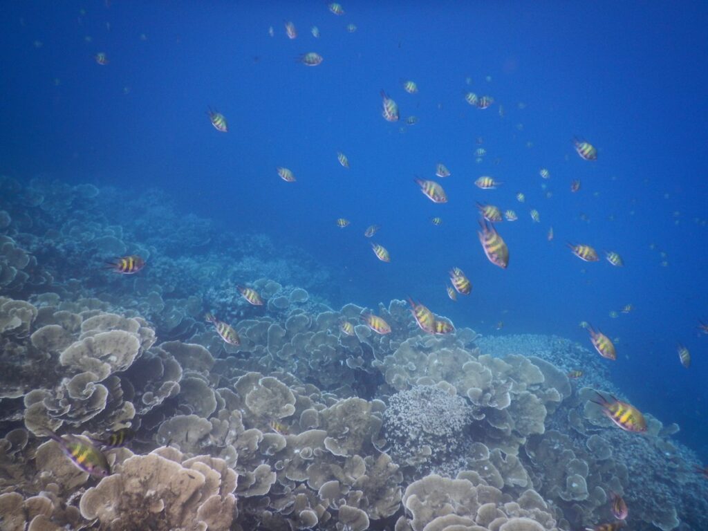パラオ・ビッグドロップオフでシュノーケリング中に見た魚とサンゴ礁|パラオ・ビッグドロップオフのサンゴ礁と魚の群れ