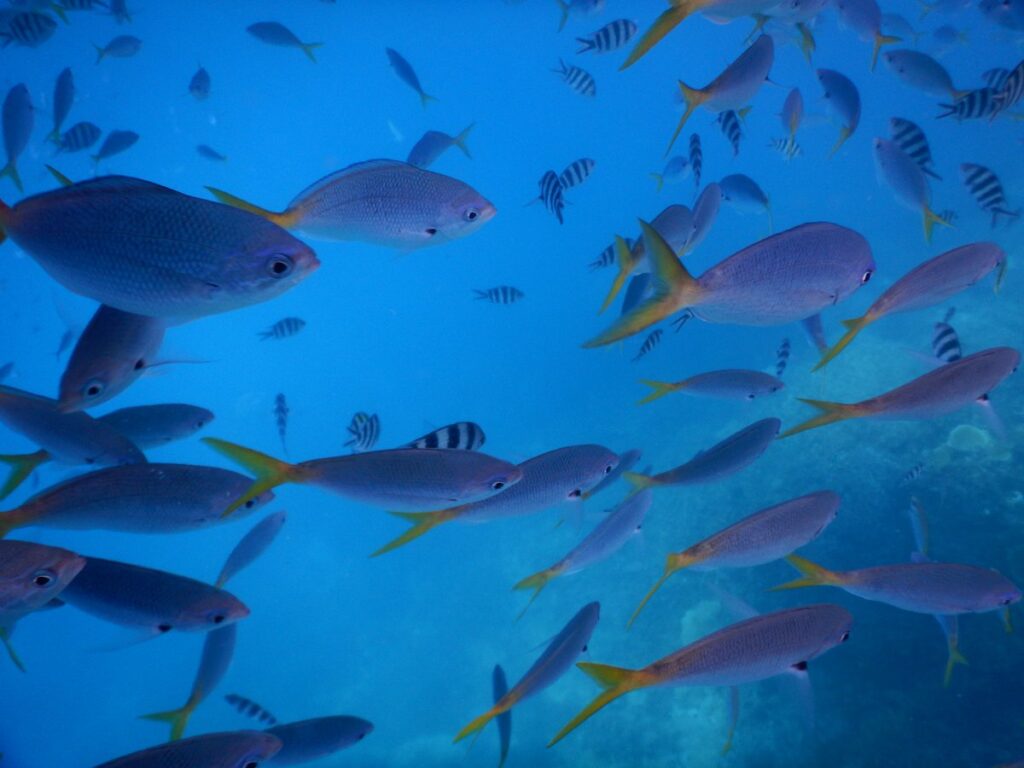 パラオ・ビッグドロップオフの海を泳ぐ魚の群れ