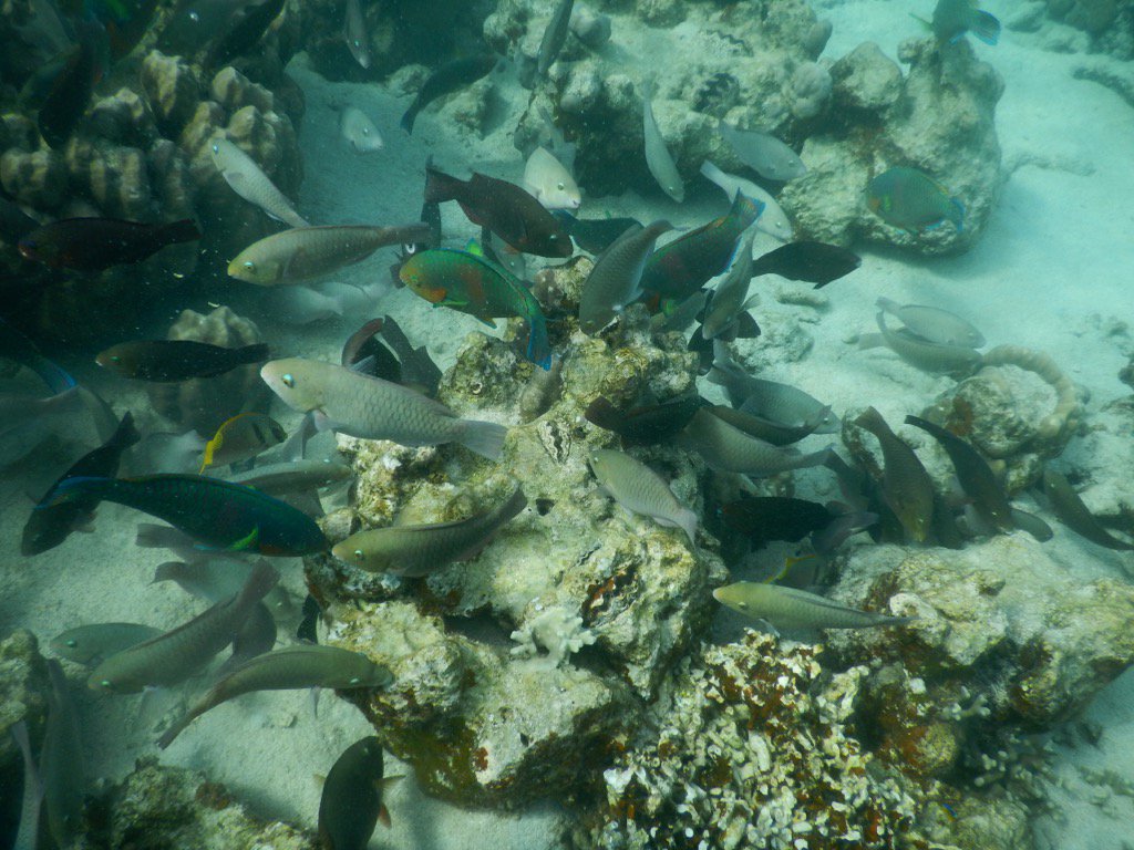 パラオ・パシフィック・リゾートのビーチで見られる浅瀬の魚の群れ